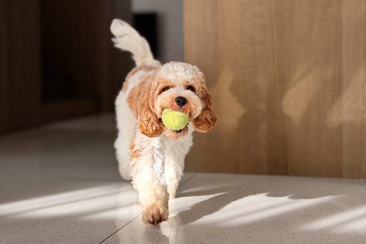 A small apricot dog trotting in from a doorway with a tennis ball in the morning light.
