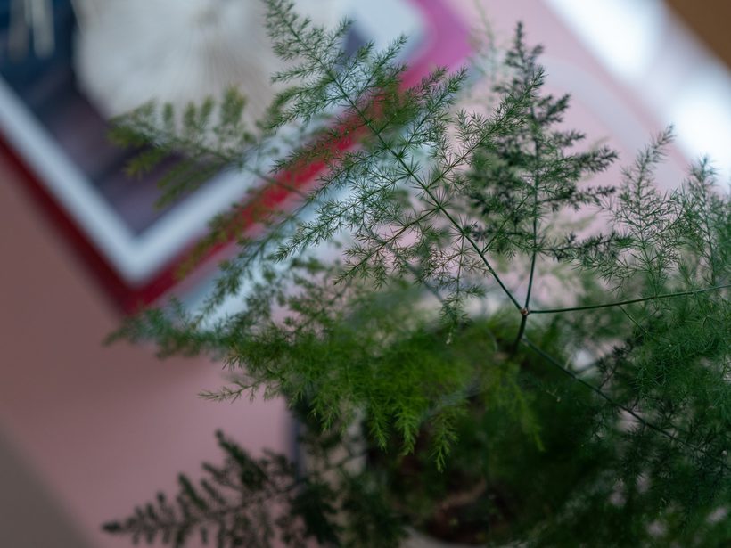 A fine-leaved fern on a plain pink surface in soft window light, no person in frame, quiet and still