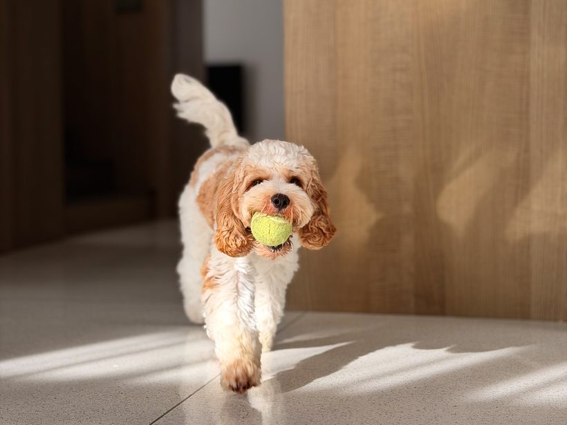 A small apricot dog trotting in from a doorway with a tennis ball in the morning light.